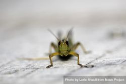 Grasshopper at Fringed Gentian Bog & Auggie's Boardwalk in Meadowlands, Minnesota 48vnv0