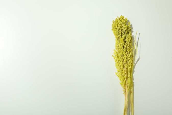 Bouquet with yellow reed grass in plain room with copy space