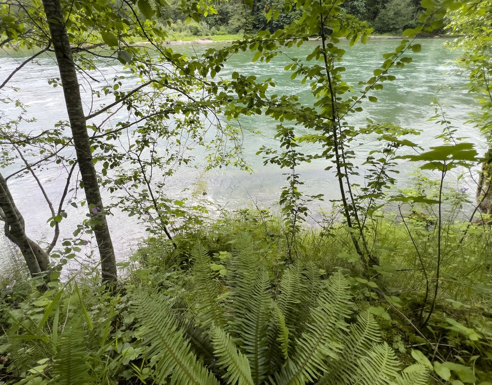 Skagit river in Washington state Cascade mountains during summer time with plush ferns and trees