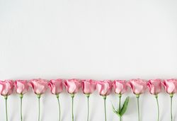 Row of pink roses and leaves