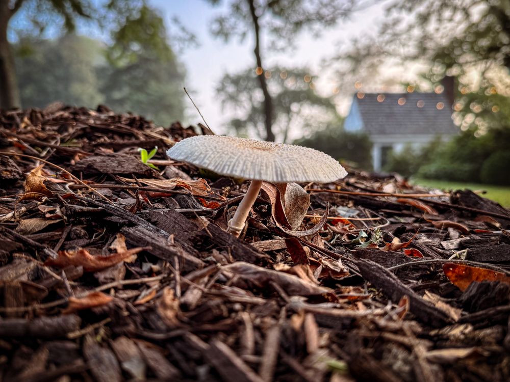Sprouting Onion-stalk Lepiota