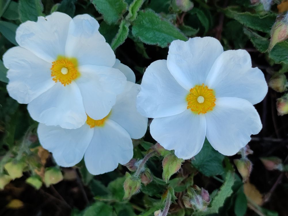 Cistus trio, horizontal