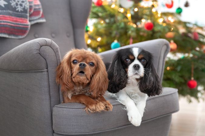 Two cavalier spaniels on grey seat at Christmas time