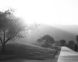 Nature walk in b&w
