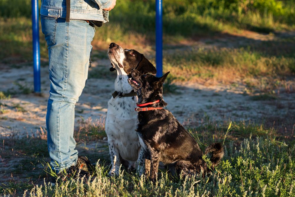 Man and two dogs looking attentively, outdoors