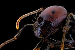 Dark brown ant with glossy belly and legs