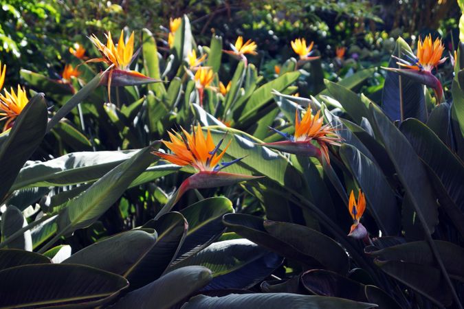 Flowerbed with bird of paradise flowers
