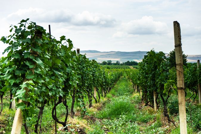 Vineyard in Kakheti, Georgia