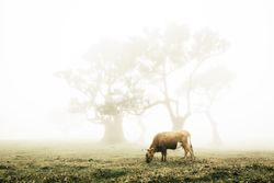 A madeira tree with a cow in the foreground