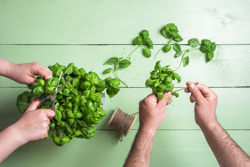 Couple gardening homegrown basil