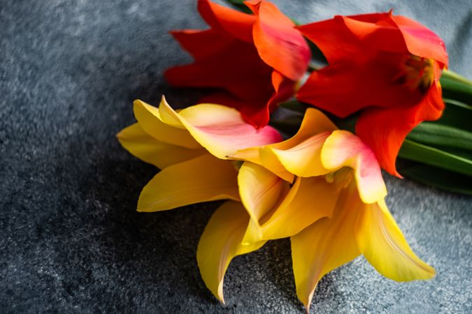 Tulip flowers lying on grey concrete counter with copy space