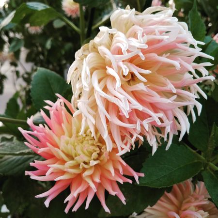 Two pink stars-lady dahlia