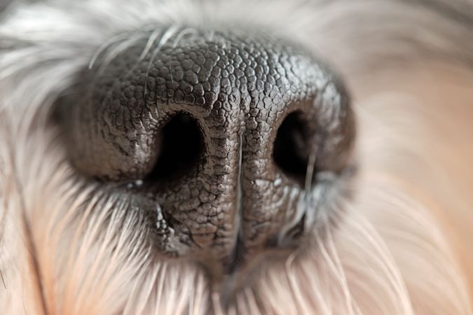 Muzzle of little purebred dog with long coat