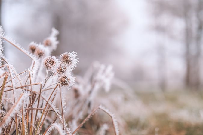 Frosted dry plants on a lake