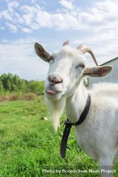Goat poking a tongue on green grass field 0VxEO4