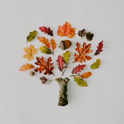 Tree made up of autumnal leaves, branches and nuts on light background