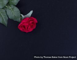 Overhead view of a single red rose on stone background 4AxPY5
