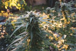 Side view of large marijuana plant