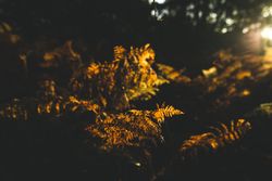 Leaves and branches on a forest bed