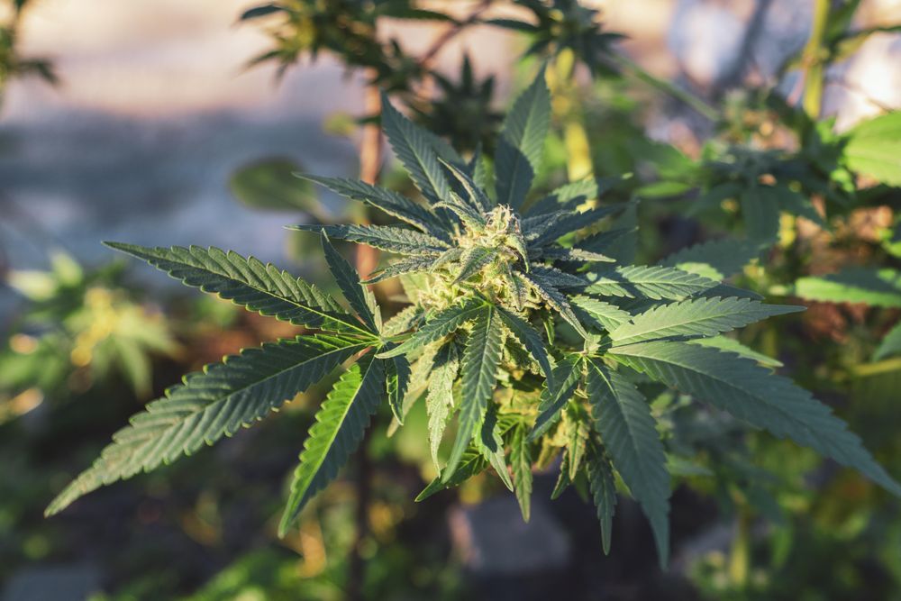 Marijuana plant growing in the outside sun