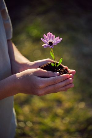 Crop gardener with blooming Osteospermum seedling in soil