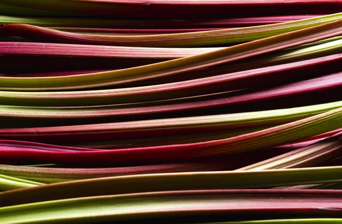 Rhubarb stalks close-up