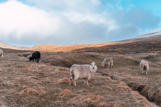 Faroe sheep on pasture