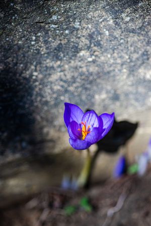 Wild blue crocos flower