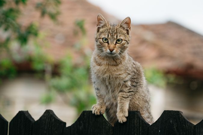 Brown cat on brown wooden fence