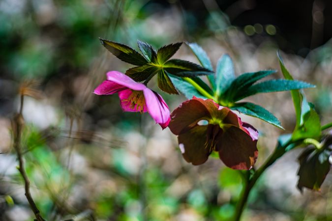 Helleborus one of the first spring flowers in the wood
