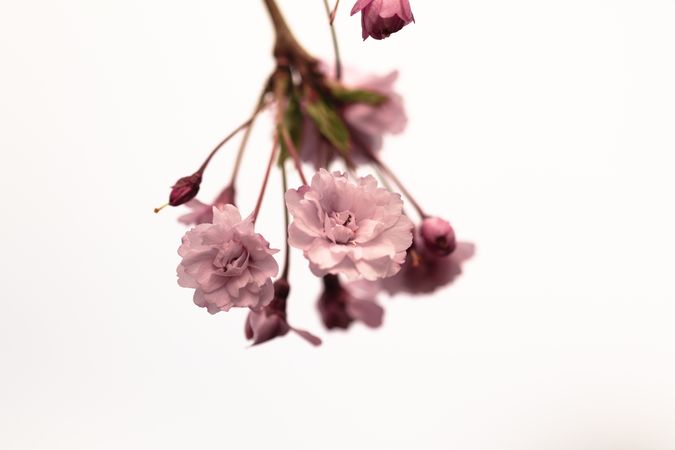 Cherry blossom isolated on light background