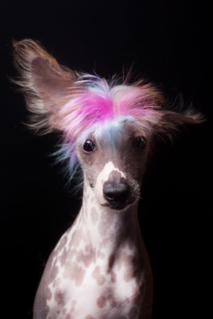 Amazing dog staring at camera
