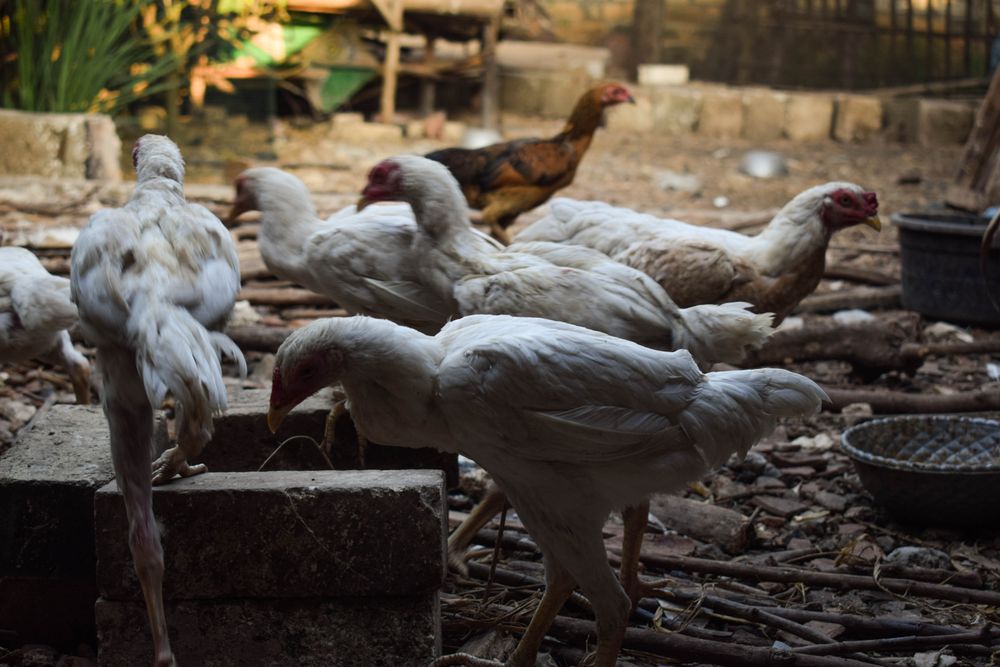 Chickens pecking on rocky ground
