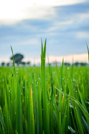 Close up of droplets on long green grass