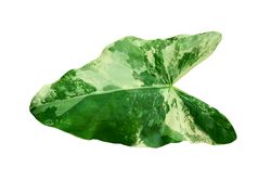 Green Leaf Alocasia macrorrhizos
