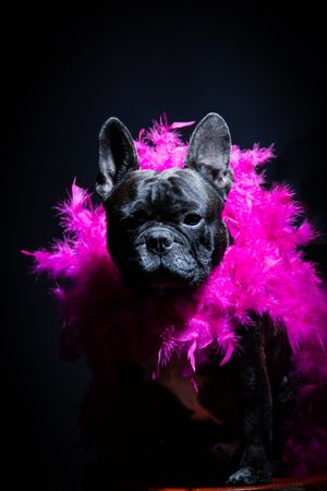 bulldog in pink feather boa