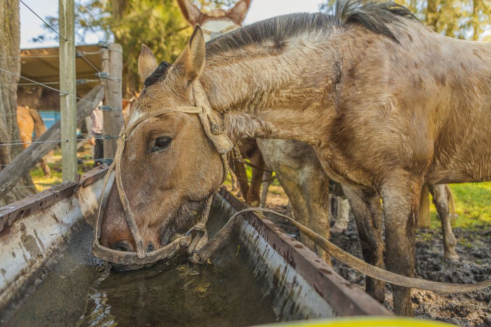 Horses drinking water in long drinker on barnyard