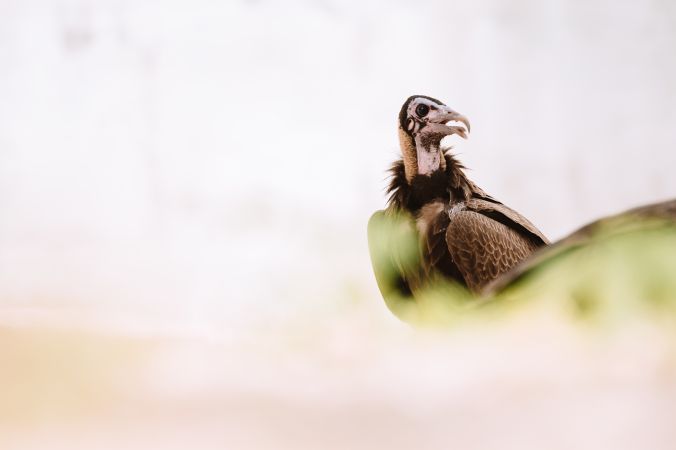 Wild vulture sitting in nature