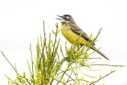 Wild bird on twig between plants