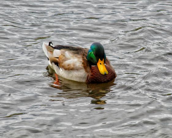Mallard duck on body of water