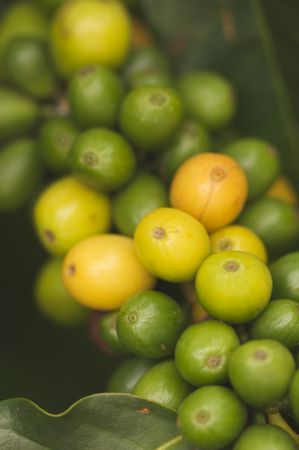 Coffee Beans on the Branch