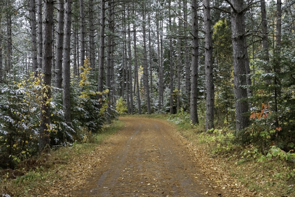 Quiet road in Savanna Portage State Park in McGregor, Minnesota