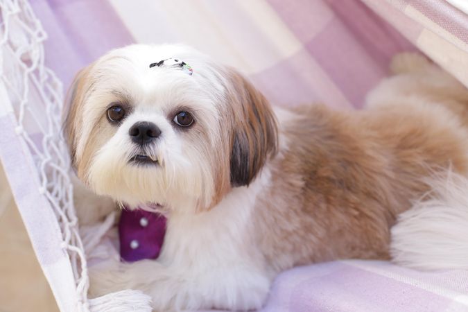 Shih Tzu puppy on pink textile