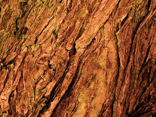 Dark Brown Wood Texture