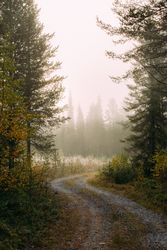 Narrow path in foggy forest