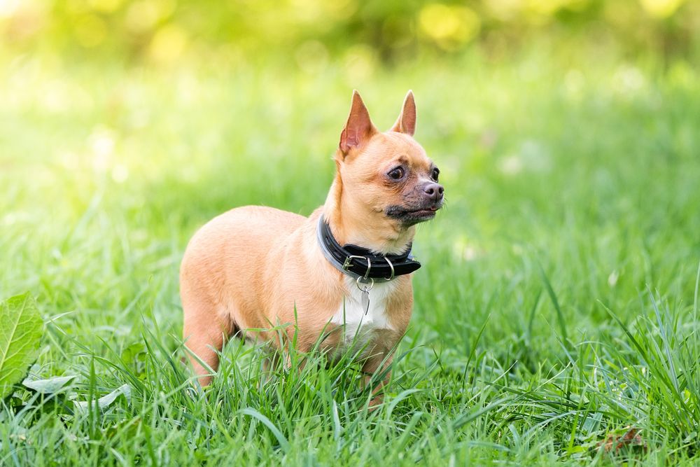 Chihuahua on green grass field