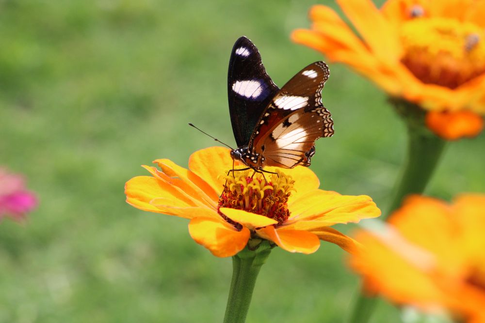 Butterfly on orange flower