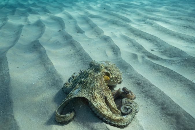 Underwater shot of octopus on sea ground