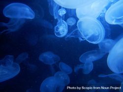 Underwater shot of blue jellyfish 0yrn75