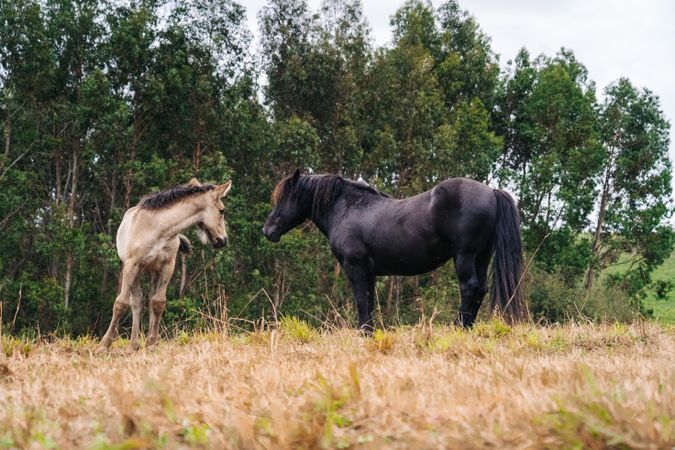 horse with foal grazing on lawn